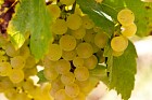 Chardonnay grapes