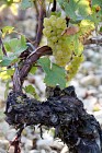 Old chardonnay vine