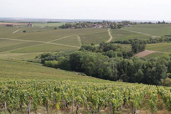 Blick auf unsere Weinlagen für Chablis und Petit Chablis